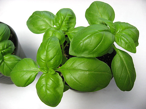 バジル
