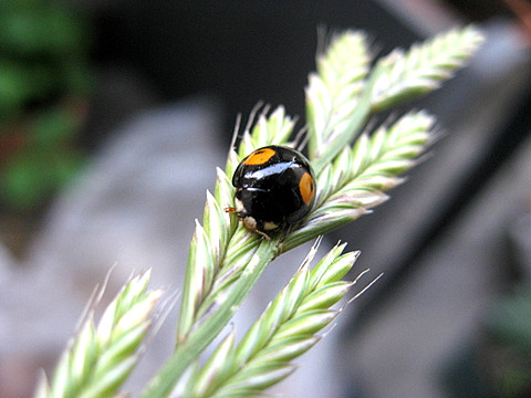 ヒメアカホシテントウ