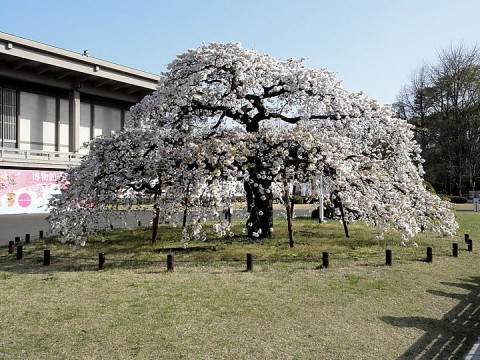 吉野枝垂桜